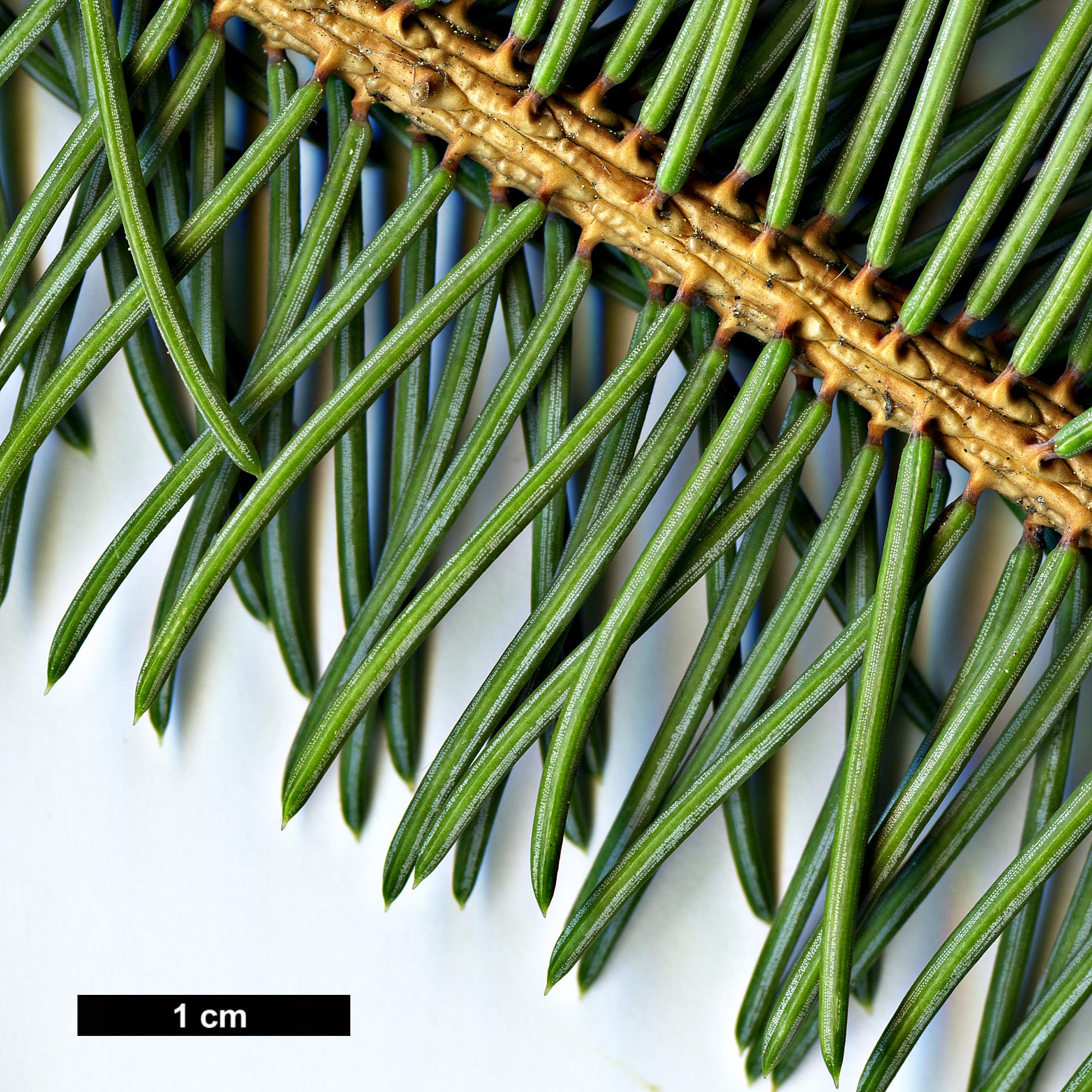 High resolution image: Family: Pinaceae - Genus: Picea - Taxon: asperata - SpeciesSub: var. heterolepis